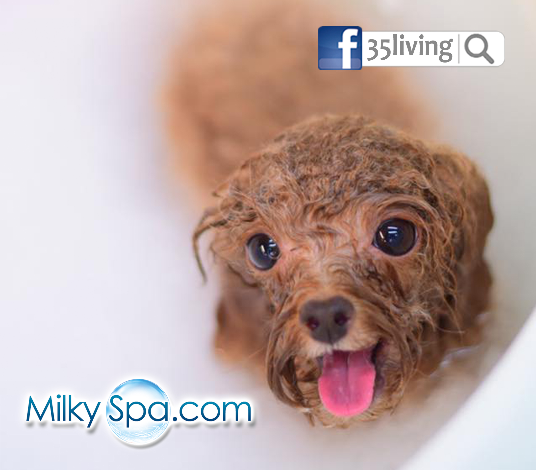 Read more about the article 護理寵物