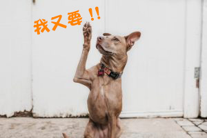 AngelAir 天使微泡花灑 16 INeed 300x200 1