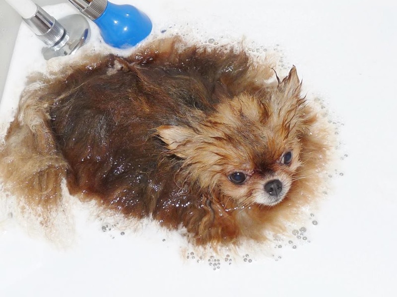 Pets MilkySpa